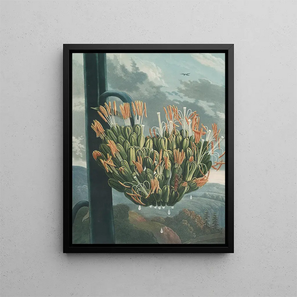 L'Aloès - Robert John Thornton — framed artwork on a wall