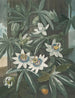 La Passiflore bleue - Robert John Thornton — artwork view