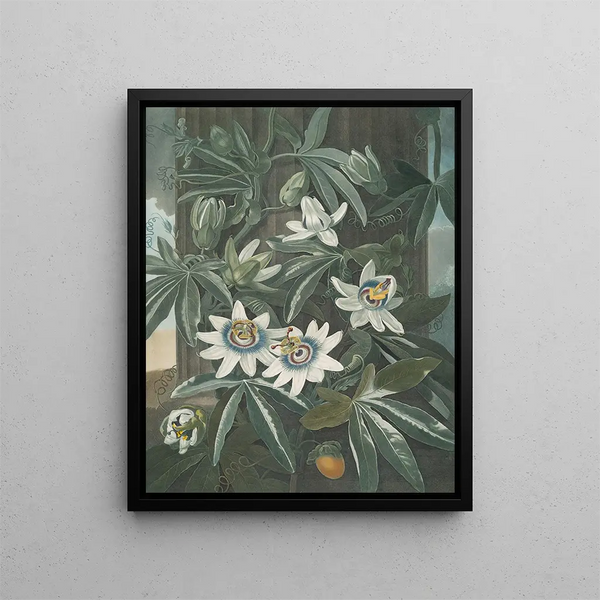 La Passiflore bleue - Robert John Thornton — framed artwork on a wall