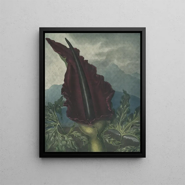 L'Arum dragon - Robert John Thornton — framed artwork on a wall