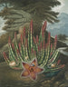 The Stapelia porteur d'asticots - Robert John Thornton — artwork view