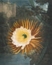 Le Cereus soufflant la nuit - Robert John Thornton — artwork view
