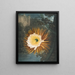 Le Cereus soufflant la nuit - Robert John Thornton — framed artwork on a wall