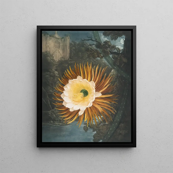 Le Cereus soufflant la nuit - Robert John Thornton — framed artwork on a wall
