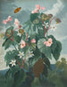 The Begonia with Oblique Leaves - Robert John Thornton — artwork view