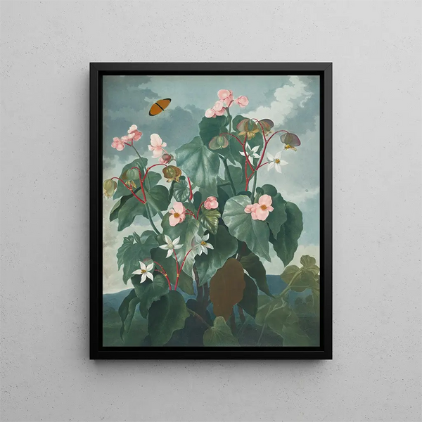 The Begonia with Oblique Leaves - Robert John Thornton — framed artwork on a wall