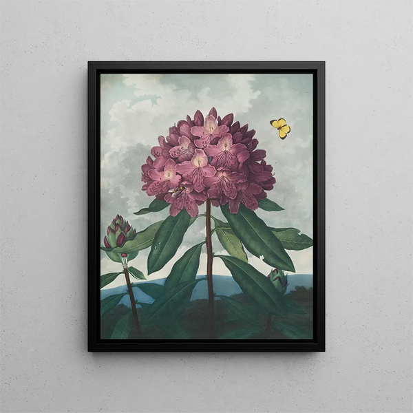 The Pontic Rhododendron - Robert John Thornton — framed artwork on a wall