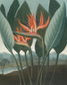 The Queen - Robert John Thornton — artwork view