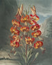 The Superb Lily - Robert John Thornton — artwork view