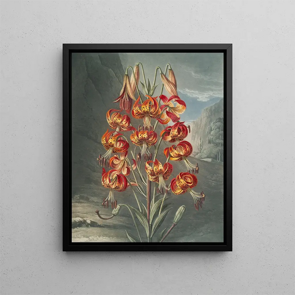 The Superb Lily - Robert John Thornton — framed artwork on a wall