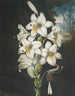 Le Lys blanc aux feuilles panachées - Robert John Thornton — artwork view