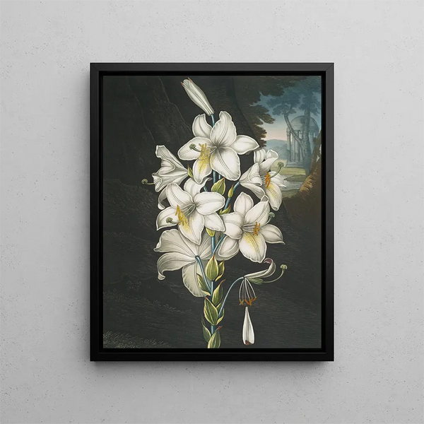 Le Lys blanc aux feuilles panachées - Robert John Thornton — framed artwork on a wall