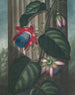 La Passiflore ailée - Robert John Thornton — artwork view