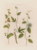 Three species of passiflores: the dotted, the cork, and the serrated - Robert John Thornton — artwork view