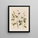 Three species of passiflores: the dotted, the cork, and the serrated - Robert John Thornton — framed artwork on a wall