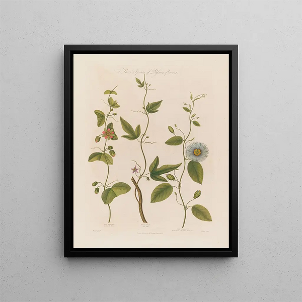 Three species of passiflores: the dotted, the cork, and the serrated - Robert John Thornton — framed artwork on a wall