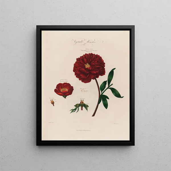 Pions monstres végétaux - Robert John Thornton — framed artwork on a wall