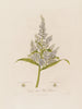 Veratrum album ou Hellébore blanc - Robert John Thornton — artwork view