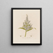 Veratrum album ou Hellébore blanc - Robert John Thornton — framed artwork on a wall