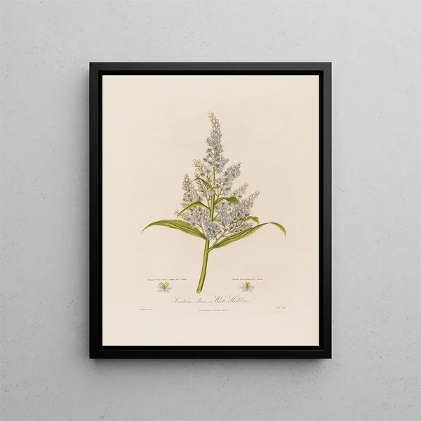 Veratrum album ou Hellébore blanc - Robert John Thornton — framed artwork on a wall