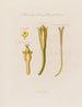 Jusquiame jaune - Robert John Thornton — artwork view