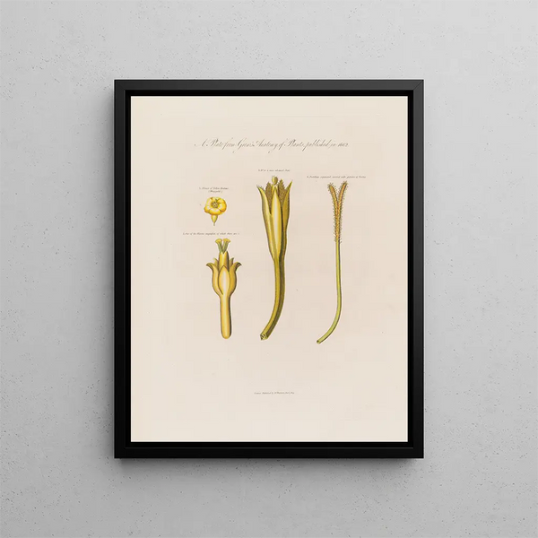 Jusquiame jaune - Robert John Thornton — framed artwork on a wall