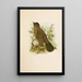 The World of North American Birds pl05 - Robert Ridgway — framed artwork on a wall