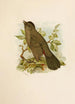 The World of North American Birds pl05 - Robert Ridgway — artwork view