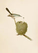 The World of North American Birds pl07 - Robert Ridgway — artwork view