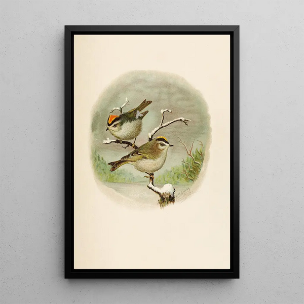 The World of North American Birds pl08 - Robert Ridgway — framed artwork on a wall