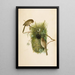 The World of North American Birds pl09 - Robert Ridgway — framed artwork on a wall