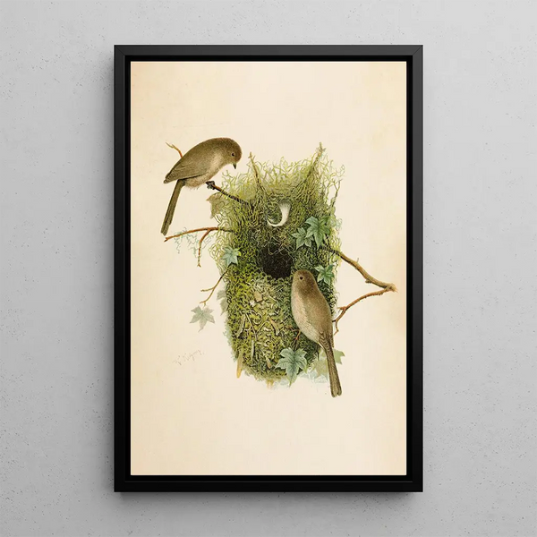 The World of North American Birds pl09 - Robert Ridgway — framed artwork on a wall