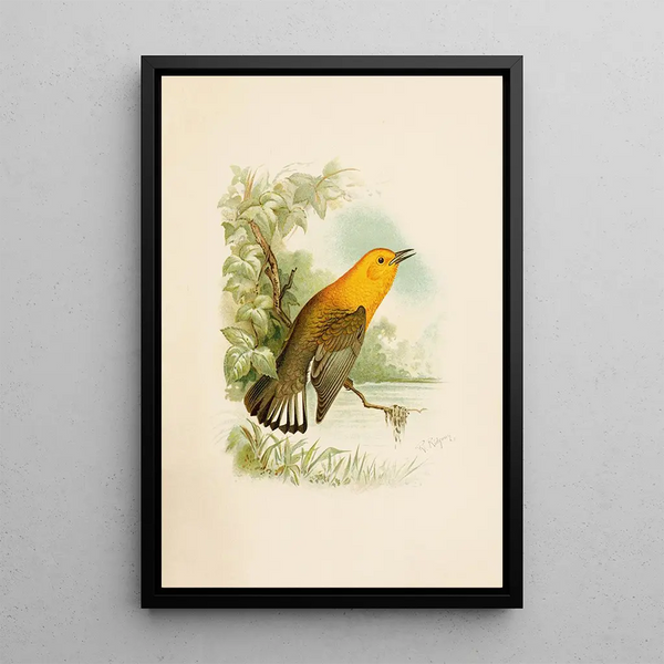 The world of North American birds pl11 - Robert Ridgway — framed artwork on a wall