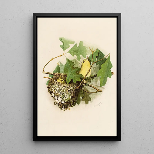 The World of North American Birds pl17 - Robert Ridgway — framed artwork on a wall
