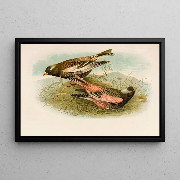 The World of North American Birds pl23 - Robert Ridgway — framed artwork on a wall