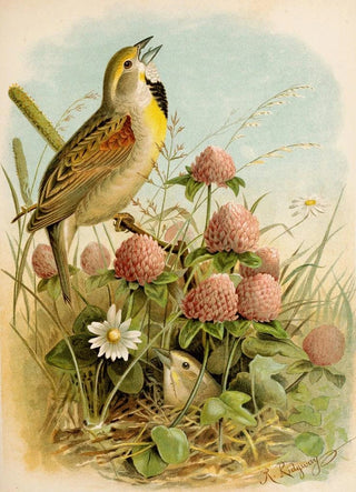 Robert Ridgway - Die Nordamerikanische Vogelwelt pl29.webp