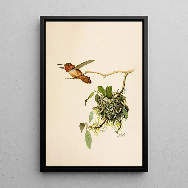 The World of North American Birds pl36 - Robert Ridgway — framed artwork on a wall