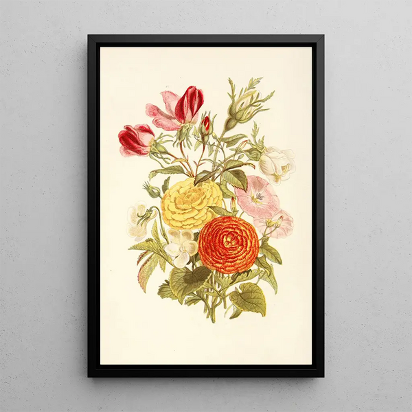 Violette blanche Liseron Petite Renoncule asiatique Bouton de rose - Robert Tyas — framed artwork on a wall