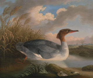A red-headed diver - Robert Wilkinson Padley — artwork view