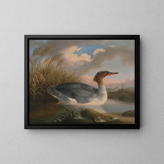 A red-headed diver - Robert Wilkinson Padley — framed artwork on a wall