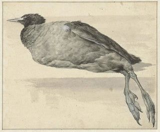 Dode foulque - Rochus van Veen — artwork view