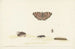 Study sheet with various insects - Rochus van Veen — artwork view
