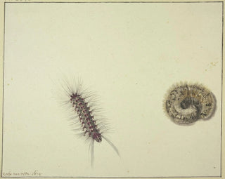 Two fire caterpillars - Rochus van Veen — artwork view