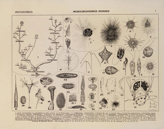 Atlas of Brazil's Wildlife Pl01 - Rodolpho von Ihering — artwork view