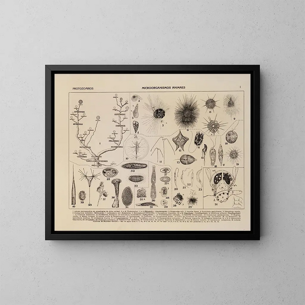 Atlas of Brazil's Wildlife Pl01 - Rodolpho von Ihering — framed artwork on a wall