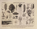 Atlas of the Brazil Wildlife Painting Pl02 - Rodolpho von Ihering — artwork view