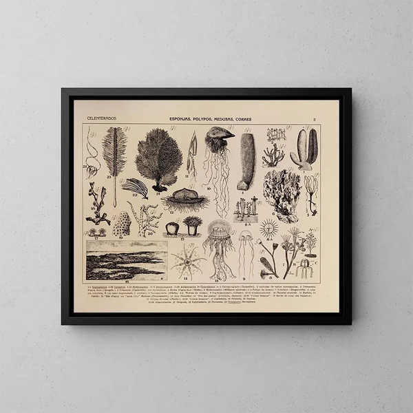 Atlas of the Brazil Wildlife Painting Pl02 - Rodolpho von Ihering — framed artwork on a wall