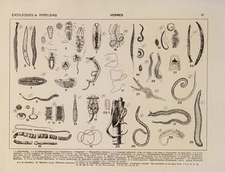 Atlas of Brazil's Wildlife Pl03 - Rodolpho von Ihering — artwork view