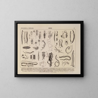 Atlas of Brazil's Wildlife Pl03 - Rodolpho von Ihering — framed artwork on a wall