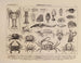 Atlas of Brazilian Wildlife Pl04 - Rodolpho von Ihering — artwork view